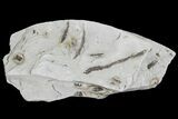 Ediacaran Aged Fossil Worms (Sabellidites) - Estonia #73532-1